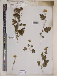 Image result for Chrysanthellum indicum
