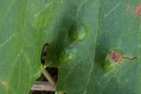 Image result for Colomerus vitis