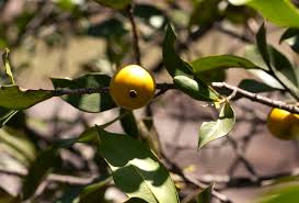Image result for Garcinia buchneri