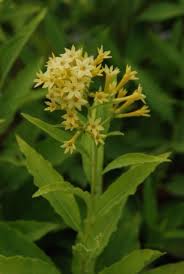 Image result for Lippia somalensis