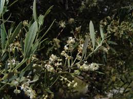 Image result for Olea chimanimani
