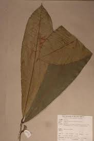 Image result for Campylospermum