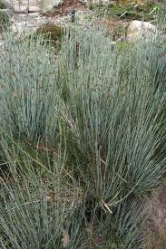 Image result for Faurea intermedia