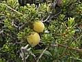 Image result for Diospyros truncatifolia