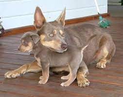 Australian Kelpies Australian Kelpie Dog Australian Dog Breeds Aussie Dogs