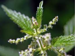 Image result for Urtica