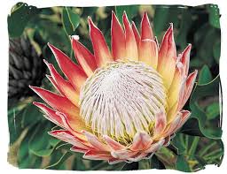 Maybe you would like to learn more about one of these? South African National Symbols National Symbols Of South Africa