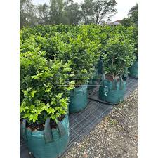 Image result for Murraya paniculata