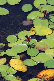 Image result for Brasenia