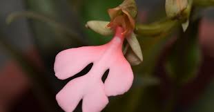 Image result for Habenaria kilimanjari