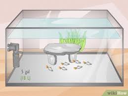 Atau ingin tahu nama ikan hias air tawar dan gambarnya? 7 Cara Untuk Mengetahui Jumlah Ikan Yang Dapat Dipelihara Di Akuarium
