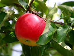 Van aken's tree of 40 fruit, an invention that's just what it sounds like, is capable of producing 40 different varieties van aken, who grew up on a farm in pennsylvania, takes a slice of a fruit tree. Fruit Trees Adams County Nursery