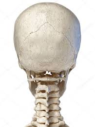 Inferior view of base of the skull. Human Skull Viewed From The Back Stock Photo Ad Skull Human Viewed Photo Ad Skull Anatomy Human Anatomy Skull