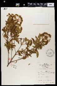 Image result for Heteromorpha stenophylla