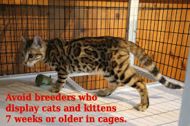 Top quality colorado bengal cat breeder, colorado state licensed, tica and cfa. How To Avoid Bengal Cat Scams