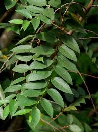 Image result for Rhynchosia micrantha