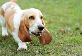 This mark creates a cute illusion of a mask that surrounds the eyes area of the basset hound and typically extends to their ears, excluding its middle forehead down to its nose. Deadly Dog Bones Hit With Class Action Real Ham Bones Splinter Killing Dogs Poisoned Pets Pet Food Safety News