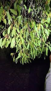 Image result for Loranthaceae