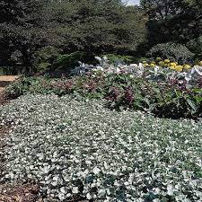 Cultivate lush, robust green dichondra ground coverage. Dichondra Seeds Dichondra Argentea Silver Falls Ground Cover Seed