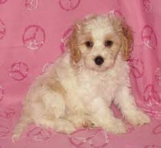 Email us now for more info! Cockapoo Puppies For Sale In Waldorf Minnesota Classified Americanlisted Com