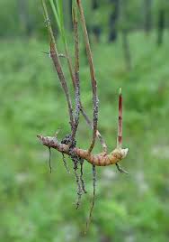 Image result for Scleria racemosa