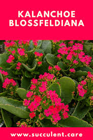 Kalanchoe Blossfeldiana Red In 2020 Kalanchoe Blossfeldiana Succulent Care Succulents