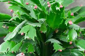Unlike other cacti, the christmas cactus (schlumbergera x buckleyi) and its relatives don't live in hot, arid environments such as deserts or plains. How To Get A Christmas Cactus To Bloom Watering Propagating More