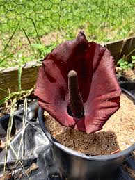 Image result for Amorphophallus abyssinicus