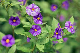 Image result for Lycianthes rantonnetii