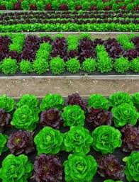 Jane Brocket Lettuce Design Edible Garden Veggie Garden Edible Landscaping