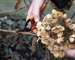 Der schnitt selbst ist nicht schwierig. Hortensien Pflanzen Pflegen So Geht Es Native Plants