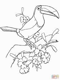 Coloring pages for kids and adults. Toucan Coloring Page Bird Coloring Pages Animal Coloring Pages Bird Drawings