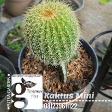 Forsale Tanaman Hias Kaktus Mini 081239611122 House Plants Plants Garden
