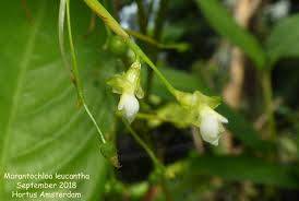 Image result for Marantochloa leucantha