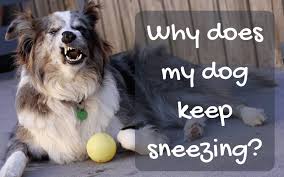 Puppies are so adorable, they can get away with anything a larger dog can't. Why Does My Dog Keep Sneezing Spiritdog Training