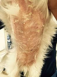 This is rare, but lymphoma can actually affect any part of your dog's lymph tissue. Image Quiz Whats Going On With These Dogs Skin