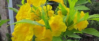 Yellow flowers that grow on trees. Yellow Flowers For Central Texas Lisa S Landscape Design