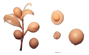 Image result for Pentarhopalopilia