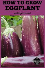 For those with a shorter growing season, transplants will reduce that time frame significantly. Growing Eggplants From Seedlings To Harvest Gardening Channel