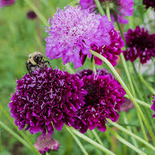 Image result for Scabiosa