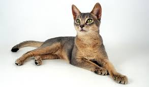 Latest oldest low price high price. Abyssinian Cat Breed Information