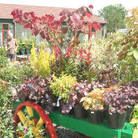 Garden Plants Near Ashperton Reviews Yell