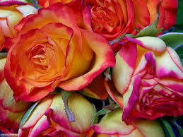 Trova immagini per bellissimi fiori. Foto Fiori 2 Per Sfondi