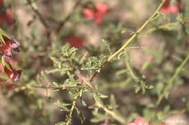 Image result for Hermannia glanduligera