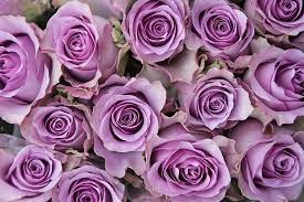 Lilac Roses Bon Bloemen Lilac Roses Rose Flower Wallpaper Beautiful Rose Flowers