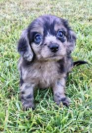 Summer Our 6 Week Old Long Haired Dapple Dachshund Dapple Dachshund Cute Animals Animals