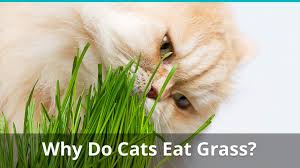 8, 2019 , 1:45 pm. Why Do Cats Eat Grass What Does It Mean And Is It Healthy