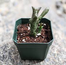 Image result for Orbea schweinfurthii