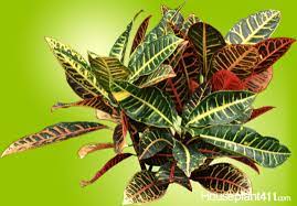 Be reminded by email when and how to water plants. How To Grow Care For Identify House Plants Houseplant411 Com