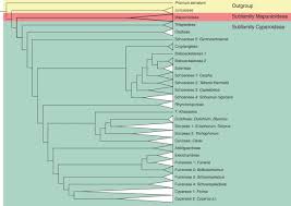 Image result for Fuirena abnormalis